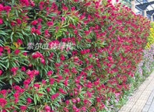 植物墻如何養(yǎng)護(hù)？