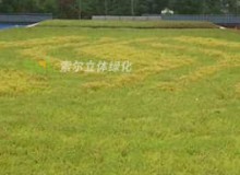 屋頂綠化有什么好處？