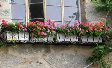 植物園辦公樓窗臺(tái)綠化案例