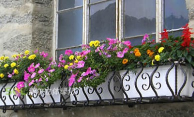 辦公大樓窗臺(tái)美化