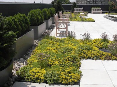 學(xué)校立體綠化解決方案簡介