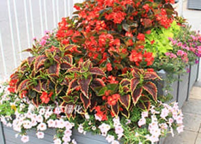 組合造景解決方案