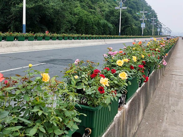 建德高架橋綠化工程項目