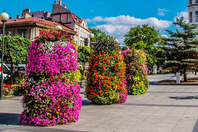 廣場(chǎng)景觀提升1