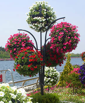 花樹(shù)解決方案