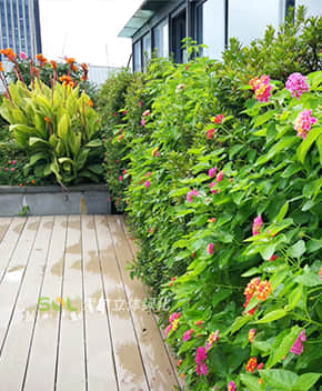 屋頂花園解決方案