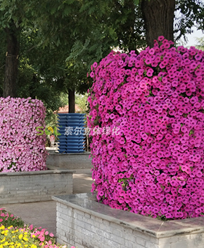 行道樹(shù)綠化解決方案